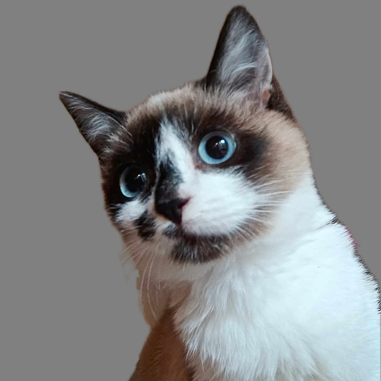Tikaya a rejoint le concours — aidez-le/la à gagner de superbes lots ! cat, blue_eyes, curious, head_tilt, fur, pet, animal, portrait, indoor, whiskers, ears, closeup, mammal, feline, cute, looking, background, gray_background, domestic_cat, alert