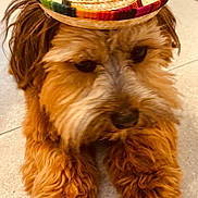 Andy a rejoint le concours — aidez-le/la à gagner de superbes lots ! dog, brown, fluffy, sombrero, hat, pet, animal, cute, indoor, floor, tile, fur, portrait, small_dog, leash, accessory, headwear, lying_down, closeup, domestic_animal