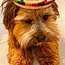 dog, brown, fluffy, sombrero, hat, pet, animal, cute, indoor, floor, tile, fur, portrait, small_dog, leash, accessory, headwear, lying_down, closeup, domestic_animal