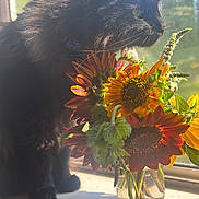 Tchalla joined the competition — help win amazing prizes! animal, backlighting, black_cat, bouquet, cat, cozy, feline, flowers, fluffy, greenery, indoor, leaves, nature, orange_flowers, portrait, sunflowers, sunlight, vase, window, windowsill
