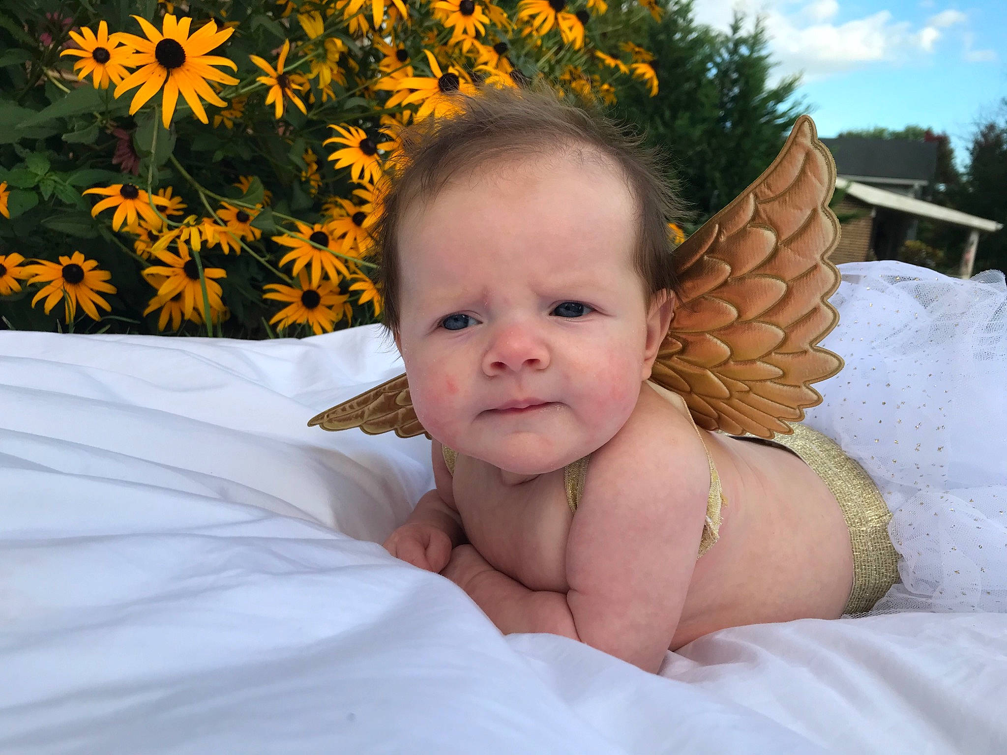 Everest joined the competition — help win amazing prizes! angel, arthropod, asterales, baby, baby_toddler_clothing, comfort, daisy_family, eye, flowering_plant, iris, mythical_creature, people_in_nature, person, petal, photography, skin, sunflower, wildflower, wing, yellow