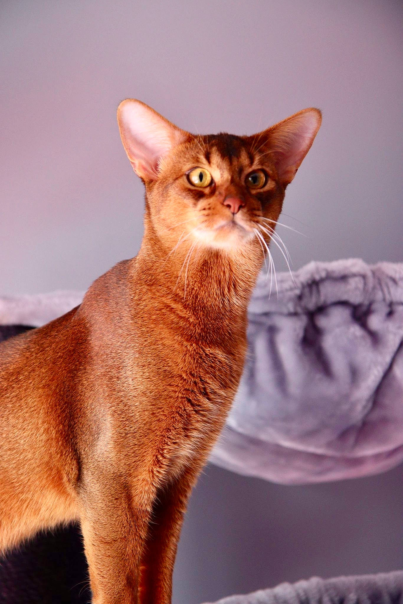 Magnus joined the competition — help win amazing prizes! brown, carnivore, cat, domestic_short_haired_cat, fawn, felidae, fur, small_to_medium_sized_cats, snout, tail, terrestrial_animal, whiskers, wildlife, window