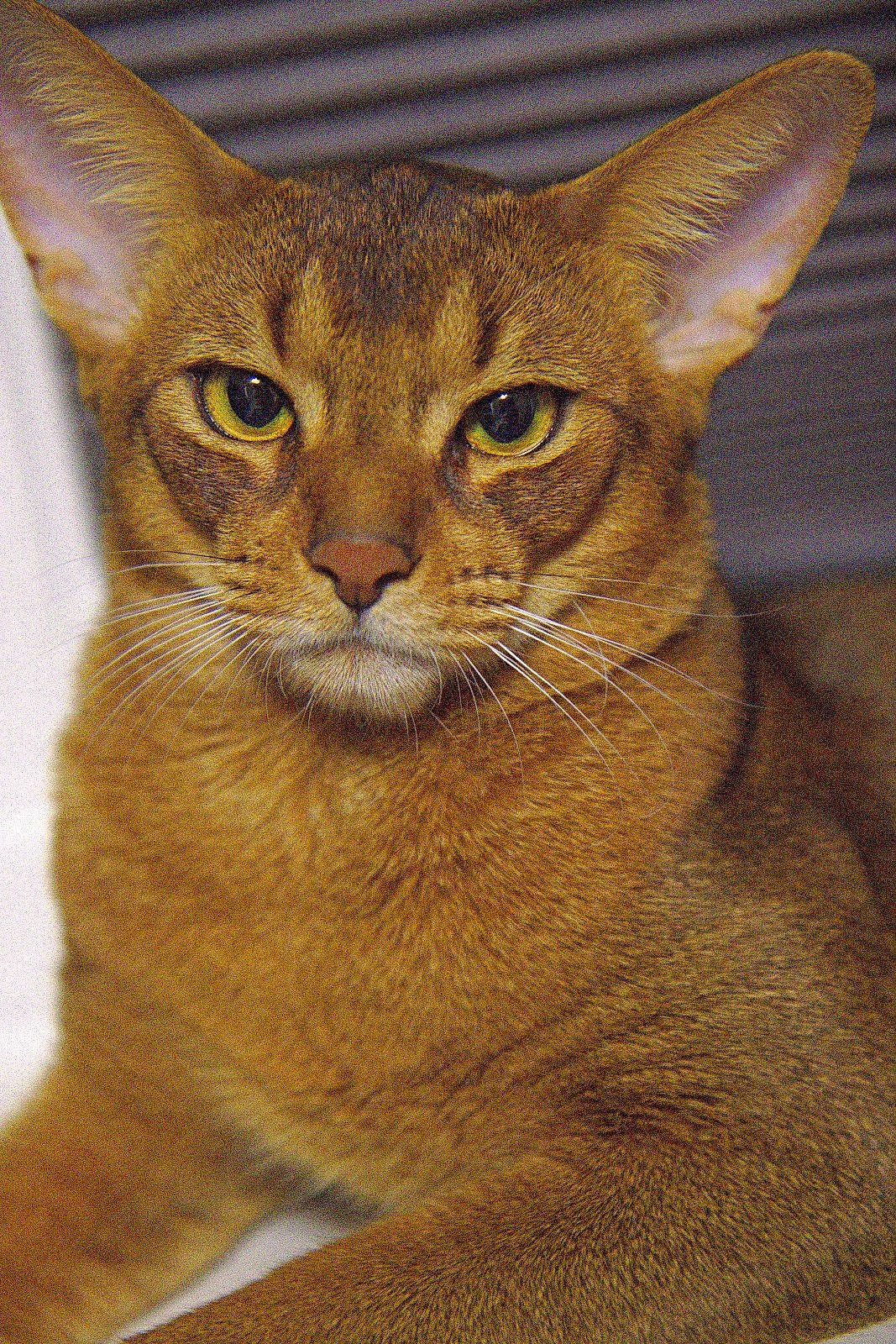 Magnus is registered to the contest to win money with this photo: carnivore, cat, domestic_short_haired_cat, fawn, felidae, fur, small_to_medium_sized_cats, snout, tail, terrestrial_animal, whiskers, wildlife, window