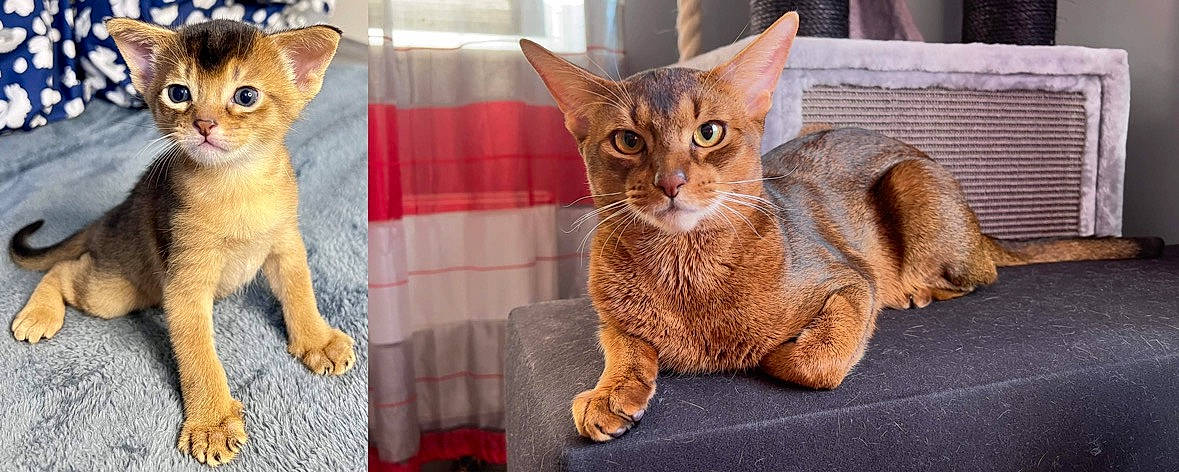 Magnus joined the competition — help win amazing prizes! carnivore, cat, cat_supply, claw, domestic_short_haired_cat, fawn, felidae, fur, paw, pet_supply, sitting, small_to_medium_sized_cats, snout, tail, terrestrial_animal, whiskers, wildlife