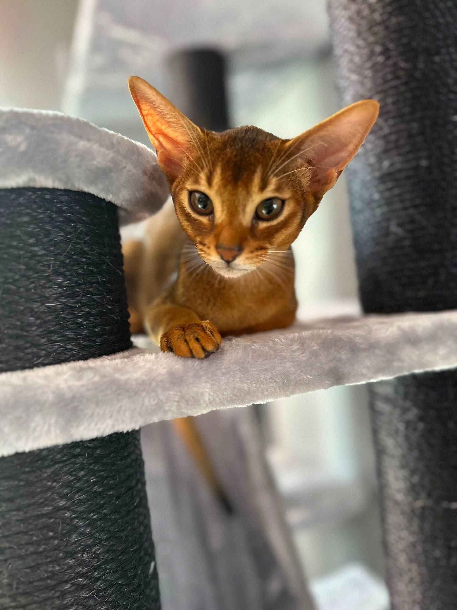 Lisna is registered to the contest to win money with this photo: carnivore, cat, curious, fawn, felidae, fence, metal, pet_supply, small_to_medium_sized_cats, snout, terrestrial_animal, whiskers, wildlife, wood