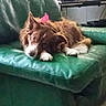 animal, brown_dog, casual, companion, dog, domestic, ears_up, floor_tiles, furniture, green_couch, indoor, leather_couch, living_room, looking, lying_down, pet, pink_object, relaxed, resting, white_paws