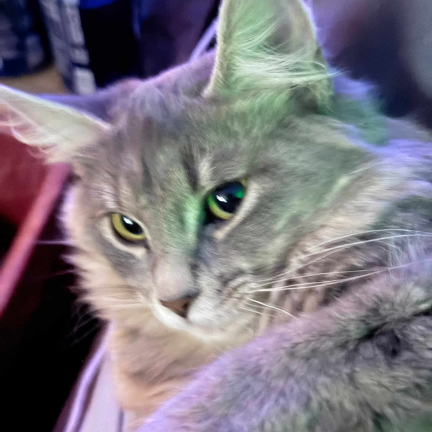 Teeny One is registered to the contest to win money with this photo: cat, close_up, gray_fur, yellow_eyes, fluffy, pet, indoor, animal, whiskers, ears, soft_lighting, blurred_background, can, domestic_cat, feline, relaxed, portrait, cozy, cute, mammal