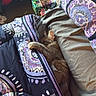 Teeny One is registered to the contest to win money with this photo: cat, bed, blanket, purple, sleeping, cozy, indoor, furniture, quilt, patterned, pet, nap, comfort, animal, rest, cute, home, fur, paw, relax