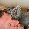 Teeny One joined the competition — help win amazing prizes! man, sleeping, kitten, cat, close_up, face, fur, indoor, resting, cozy, pet, animal, human, napping, snuggling, gray_cat, facial_hair, skin, peaceful, cuddle