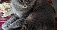 Teeny One is registered to the contest to win money with this photo: cat, gray_cat, fluffy, animal, pet, feline, indoor, resting, lying_down, fur, whiskers, tail, eyes, close_up, plaid, fabric, wood, cozy, domestic, cute