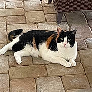 Missy joined the competition — help win amazing prizes! cat, calico_cat, pet, indoor, tiled_floor, wicker_chair, lounging, green_eyes, paws, fur, portrait, whiskers, alert, looking_at_camera, domestic_animal, resting, cozy, furniture, stone_tiles, pattern