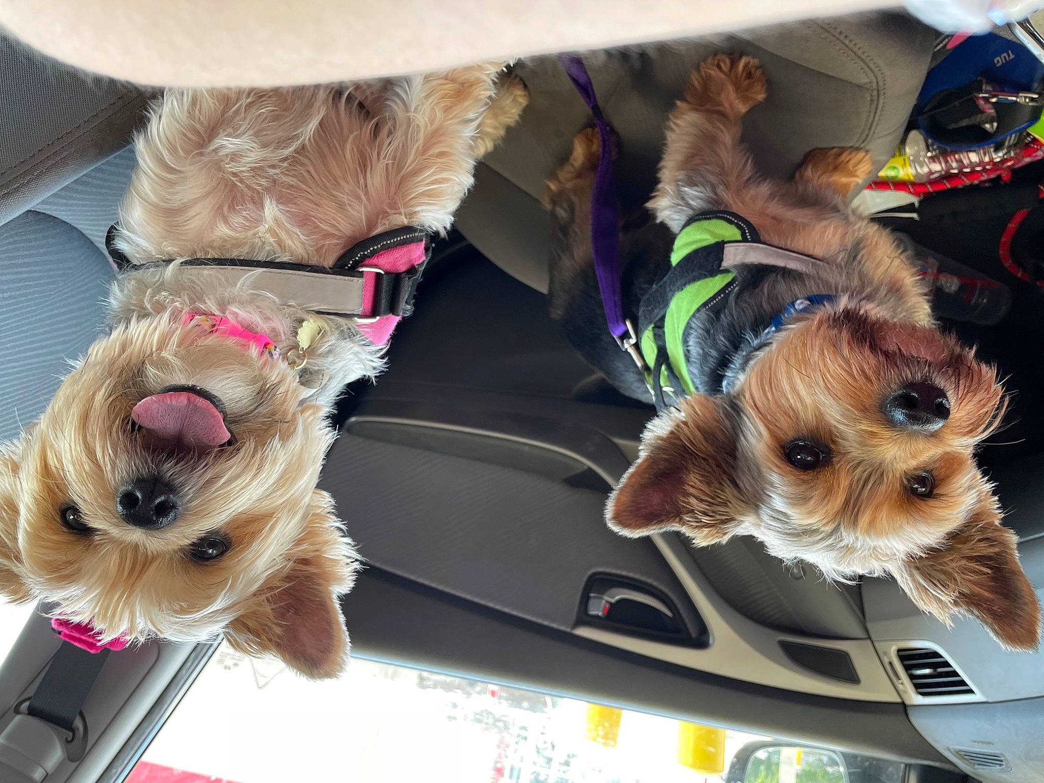 Theo joined the competition — help win amazing prizes! canidae, car, carnivore, collar, companion_dog, dog, dog_breed, dog_clothes, dog_collar, eyewear, fawn, fur, leash, plant, snout, sporting_group, sunglasses, toy_dog, vehicle, working_animal