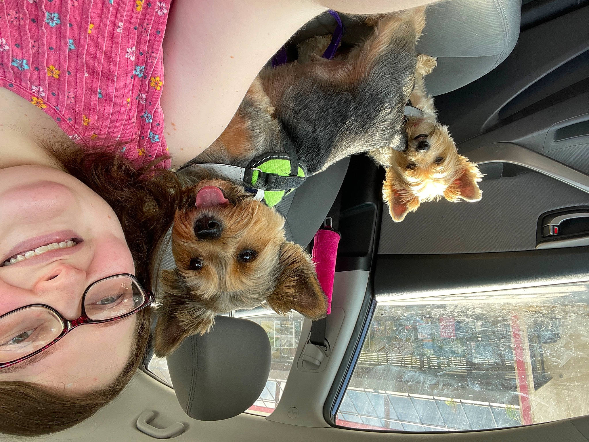 Theo joined the competition — help win amazing prizes! canidae, car, carnivore, companion_dog, dog, dog_breed, ear, eyewear, fawn, felidae, fur, happy, selfie, small_to_medium_sized_cats, smile, snout, sporting_group, toy_dog, vehicle_door, working_animal