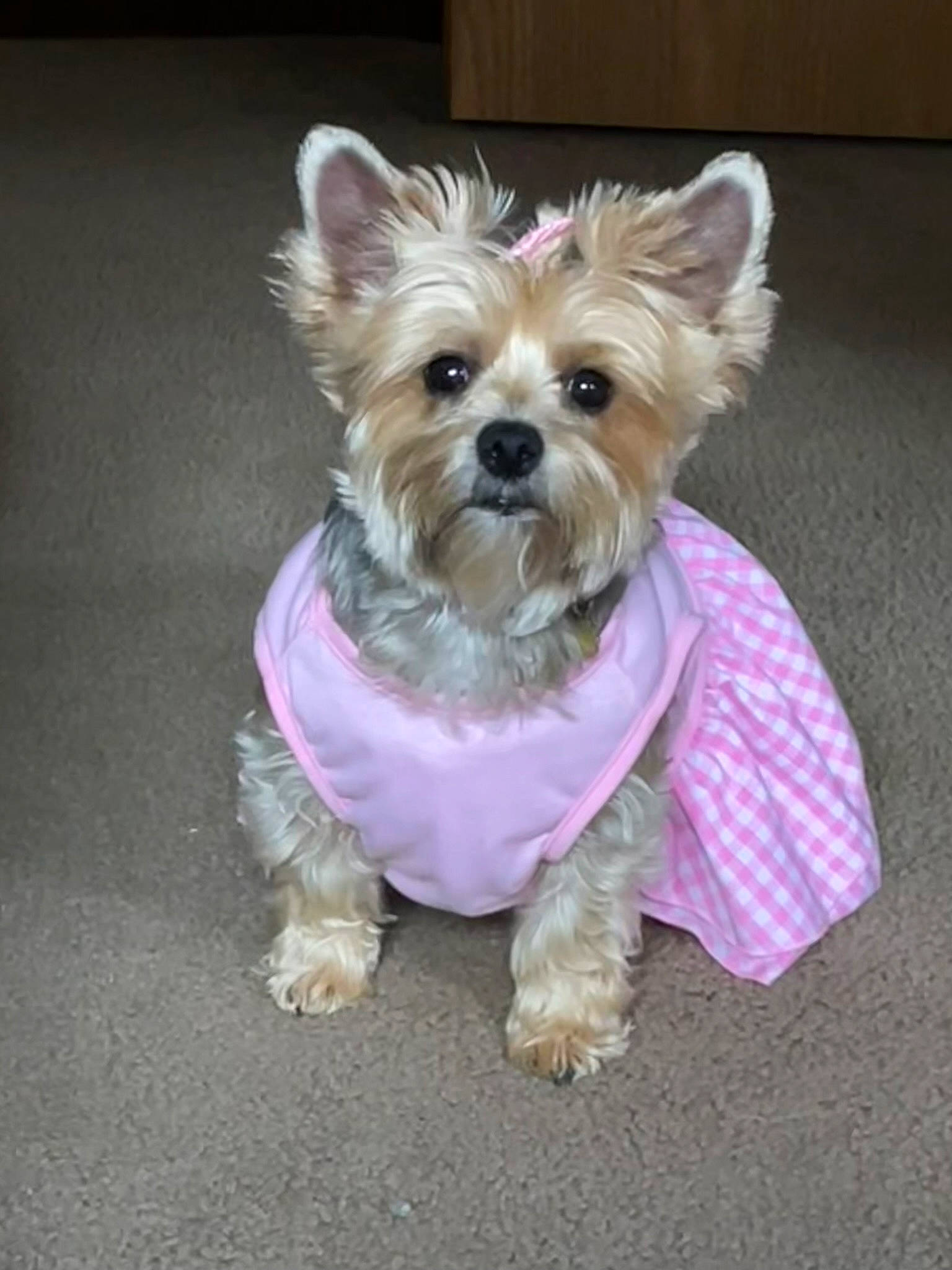 Sofia joined the competition — help win amazing prizes! biewer_terrier, canidae, carnivore, collar, companion_dog, dog, dog_breed, dog_clothes, dog_supply, fashion_accessory, fawn, fur, leash, small_terrier, snout, sporting_group, terrier, toy_dog, working_animal, yorkshire_terrier