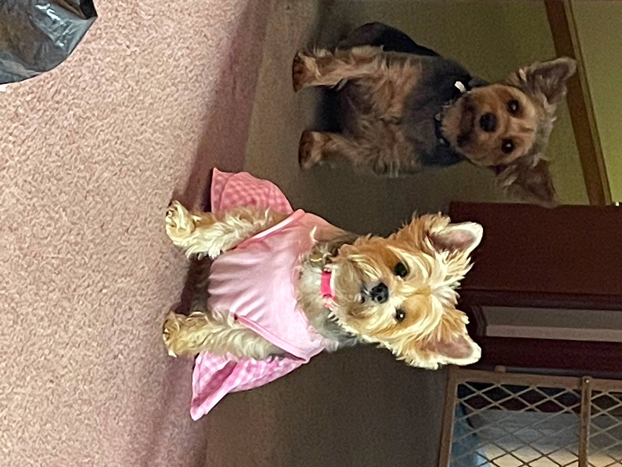 Sofia joined the competition — help win amazing prizes! baby_products, baby_toys, canidae, carnivore, companion_dog, dog, dog_breed, dog_clothes, dog_supply, fawn, flooring, fur, room, sporting_group, stuffed_toy, textile, toy, toy_dog, wood, working_animal