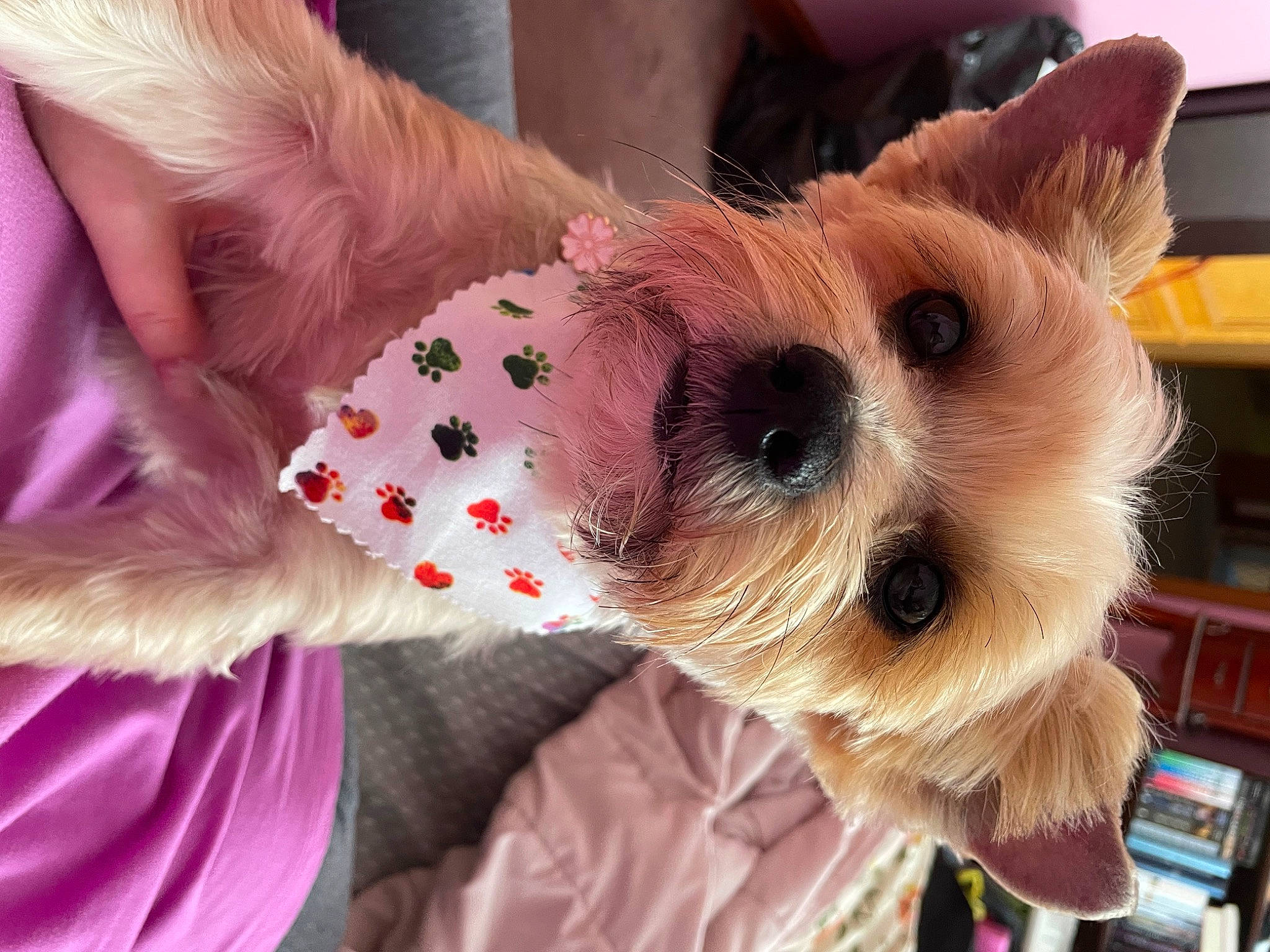 Sofia is registered to the contest to win money with this photo: carnivore, collar, companion_dog, dog, dog_breed, dog_clothes, dog_supply, event, fashion_accessory, fawn, fur, pink, small_terrier, snout, sunglasses, terrier, toy_dog, whiskers, working_animal, yorkshire_terrier
