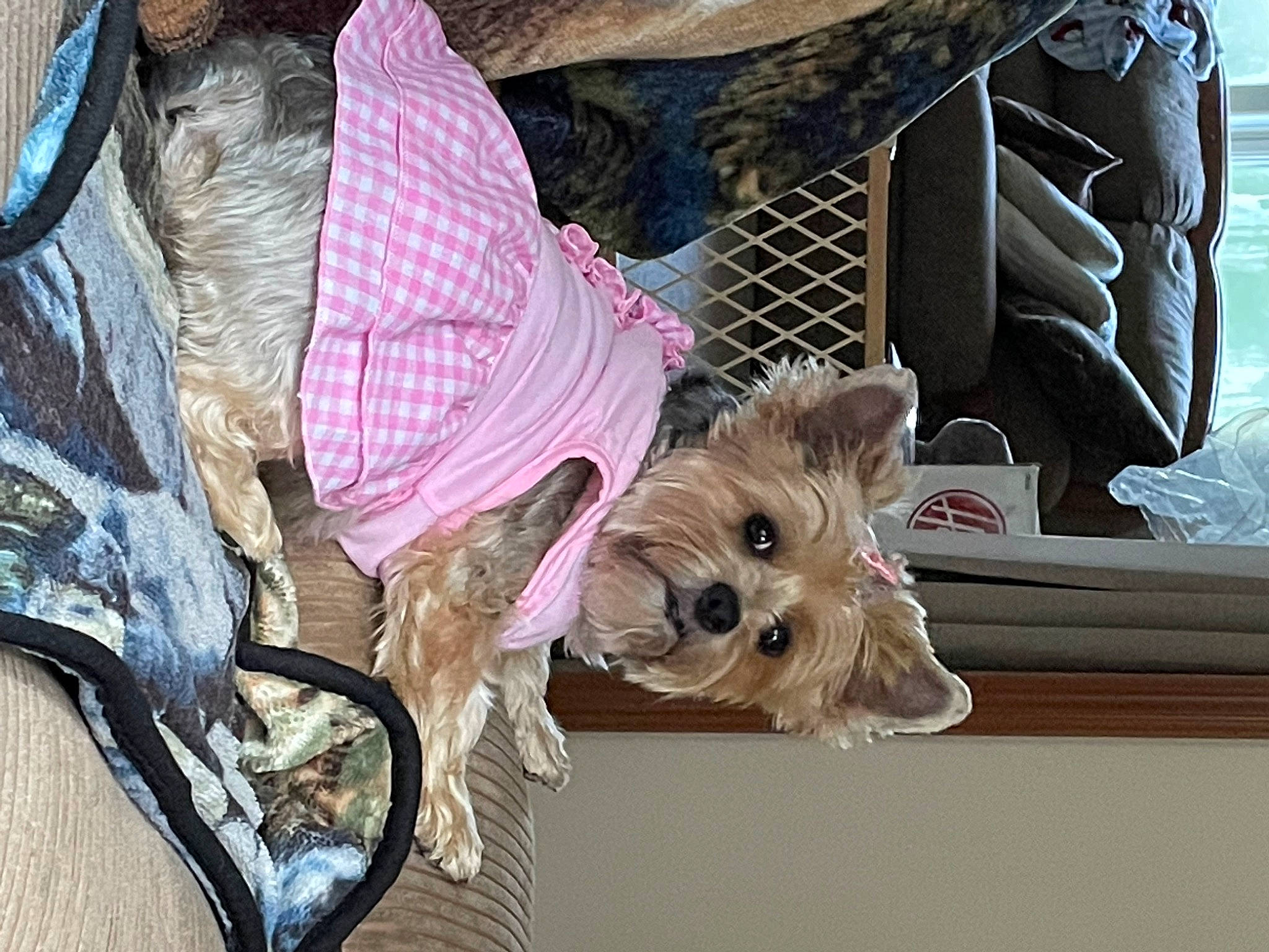 Sofia is registered to the contest to win money with this photo: bag, canidae, carnivore, collar, companion_dog, dog, dog_breed, dog_clothes, dog_supply, fashion_accessory, fawn, fur, pet_supply, small_terrier, snout, sporting_group, terrier, toy, toy_dog, working_animal