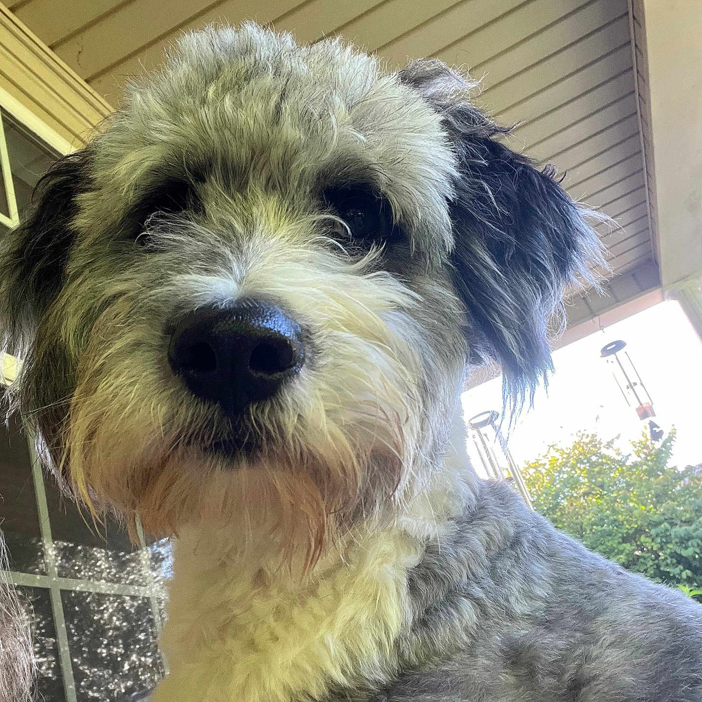 Winston joined the competition — help win amazing prizes! animal, architecture, building, canine, dog, face, grass, head, outdoors, person, pet, photography, plant, poodle, pottedplant, puppy, shelter, terrier, whitedog, window