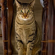 Saïko participe au concours pour gagner de l'argent avec cette photo : cat, tabby_cat, indoor, wooden_chair, furniture, pet, animal, sitting, alert, whiskers, fur, eyes, legs, floor, closeup, domestic_cat, cute, mammal, striped, curious