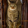 cat, tabby_cat, indoor, wooden_chair, furniture, pet, animal, sitting, alert, whiskers, fur, eyes, legs, floor, closeup, domestic_cat, cute, mammal, striped, curious