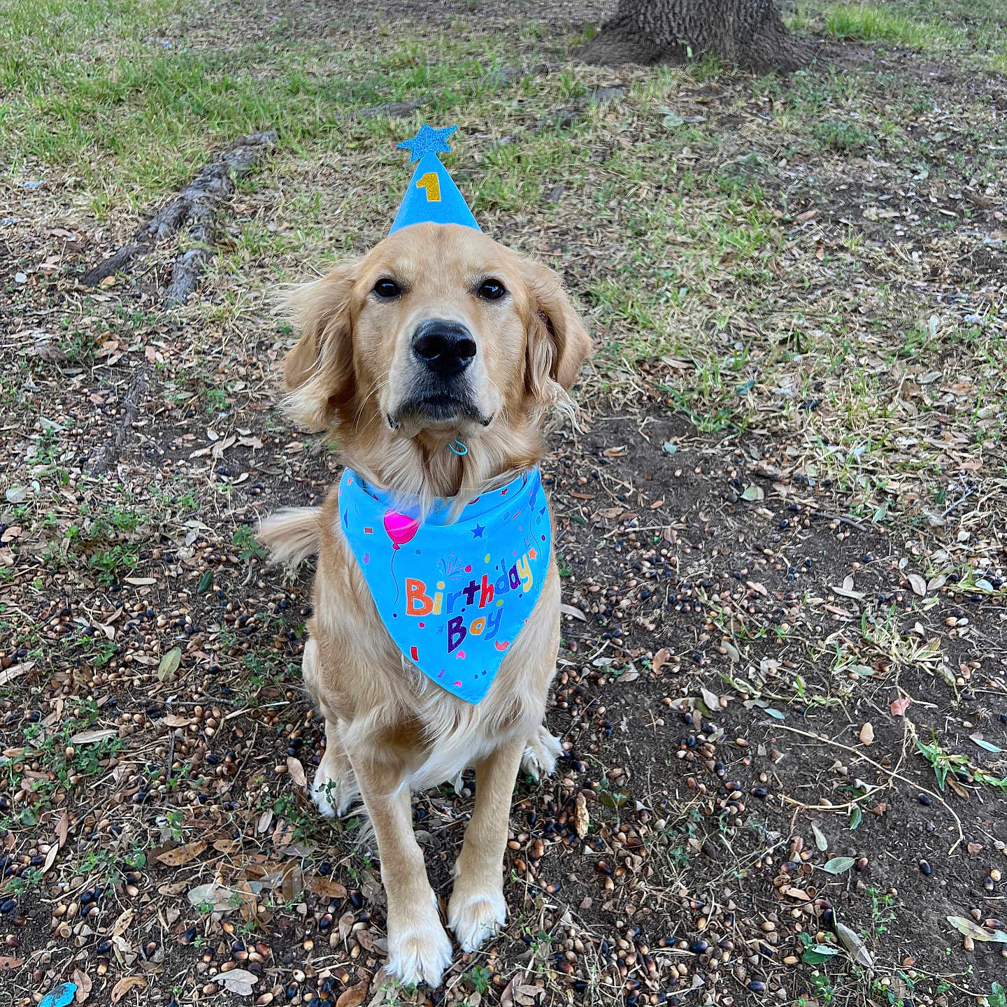 Mosey is registered to the contest to win money with this photo: accessories, animal, bandana, canine, clothing, dog, goldenretriever, grass, hat, headband, land, nature, outdoors, pet, plant, puppy, soil, strap, tree, vegetation
