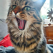 Choupy a rejoint le concours — aidez-le/la à gagner de superbes lots ! animal, blurred_background, cat, close_up, cozy, domestic_cat, expressive, feline, fur, furniture, green_eyes, indoor, mouth_open, pet, sitting, tabby, whiskers, window, yawning