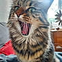 animal, blurred_background, cat, close_up, cozy, domestic_cat, expressive, feline, fur, furniture, green_eyes, indoor, mouth_open, pet, sitting, tabby, whiskers, window, yawning
