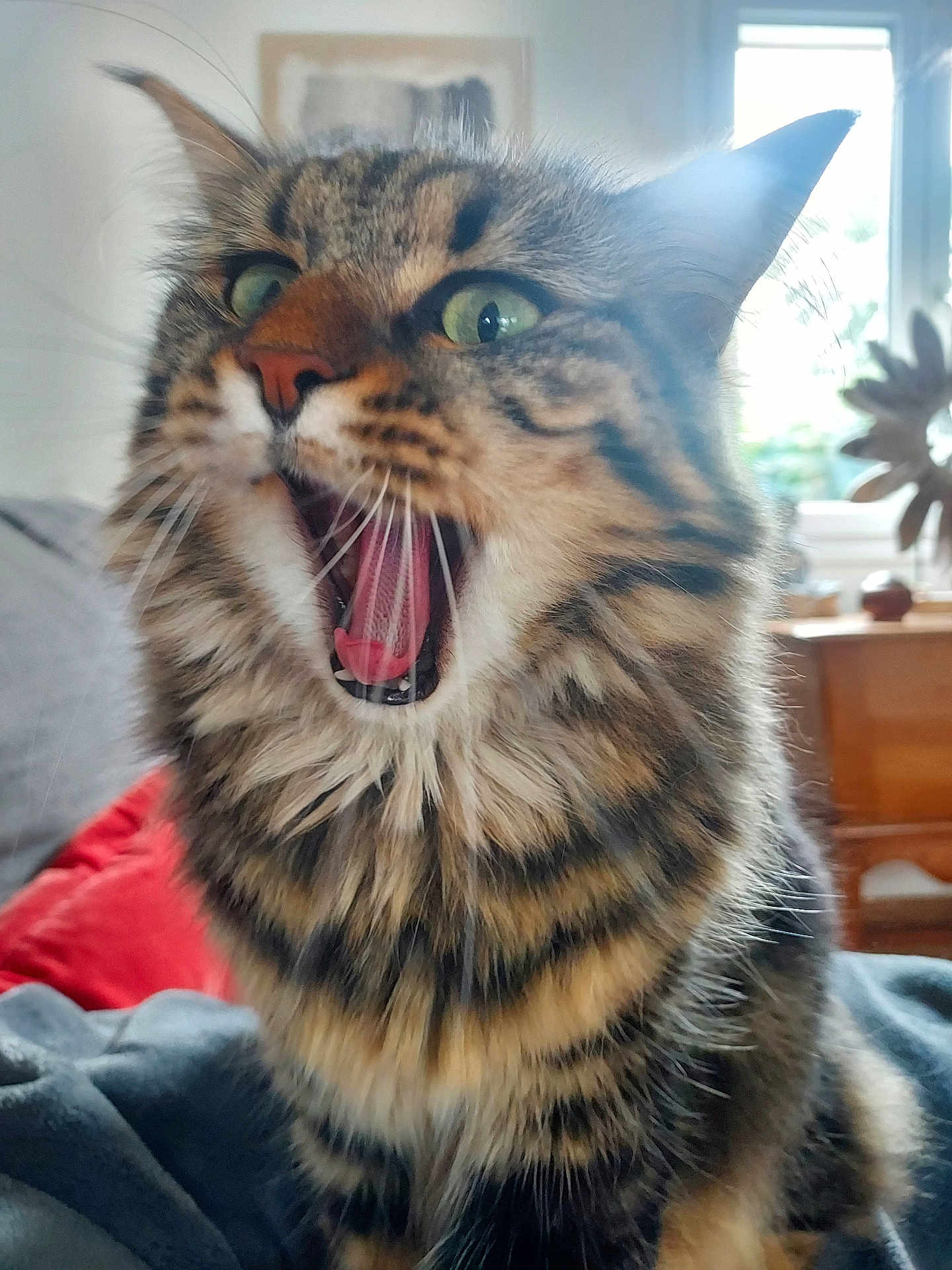 Choupy