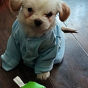 Mookie is registered to the contest to win money with this photo: puppy, dog, pet, blue_clothing, toy, floor, indoor, cute, small_dog, fluffy, white_dog, animal, young_dog, looking, ears, sitting, wooden_floor, adorable, cozy, playful