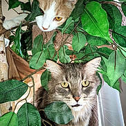 Joseph is registered to the contest to win money with this photo: animal, cat, closeup, curious, domestic_animal, eyes, face, feline, fur, ginger_cat, greenery, indoor, leaves, nature, pets, plant, playful, portrait, tabby_cat, whiskers