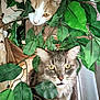 animal, cat, closeup, curious, domestic_animal, eyes, face, feline, fur, ginger_cat, greenery, indoor, leaves, nature, pets, plant, playful, portrait, tabby_cat, whiskers