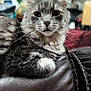 Joseph is registered to the contest to win money with this photo: animal, cat, closeup, cute, domestic_cat, feline, fur, furniture, gray_cat, home, indoor, leather_couch, mammal, pet, portrait, relaxed, resting, soft_focus, tabby, whiskers