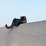 Joseph is registered to the contest to win money with this photo: alone, animal, balance, cat, concrete_wall, curious, daylight, ears, feline, fur, mammal, nature, outdoor, pet, quiet, resting, sky, tail, texture, whiskers