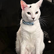 Vodka is registered to the contest to win money with this photo: alert, animal, black_background, black_spot, blue_collar, cat, closeup, collar, cute, domestic_cat, ears, feline, fur, indoor, looking_away, pet, portrait, sitting, whiskers, white_cat