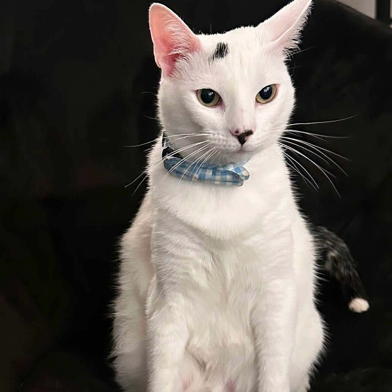 Vodka is registered to the contest to win money with this photo: alert, animal, black_background, black_spot, blue_collar, cat, closeup, collar, cute, domestic_cat, ears, feline, fur, indoor, looking_away, pet, portrait, sitting, whiskers, white_cat