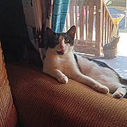 Booger joined the competition — help win amazing prizes! cat, black_and_white_cat, pet, animal, feline, couch, indoors, window, sunlight, curtain, living_room, lounging, sitting, relaxed, portrait, whiskers, ears, tail, outdoor_deck, greenery