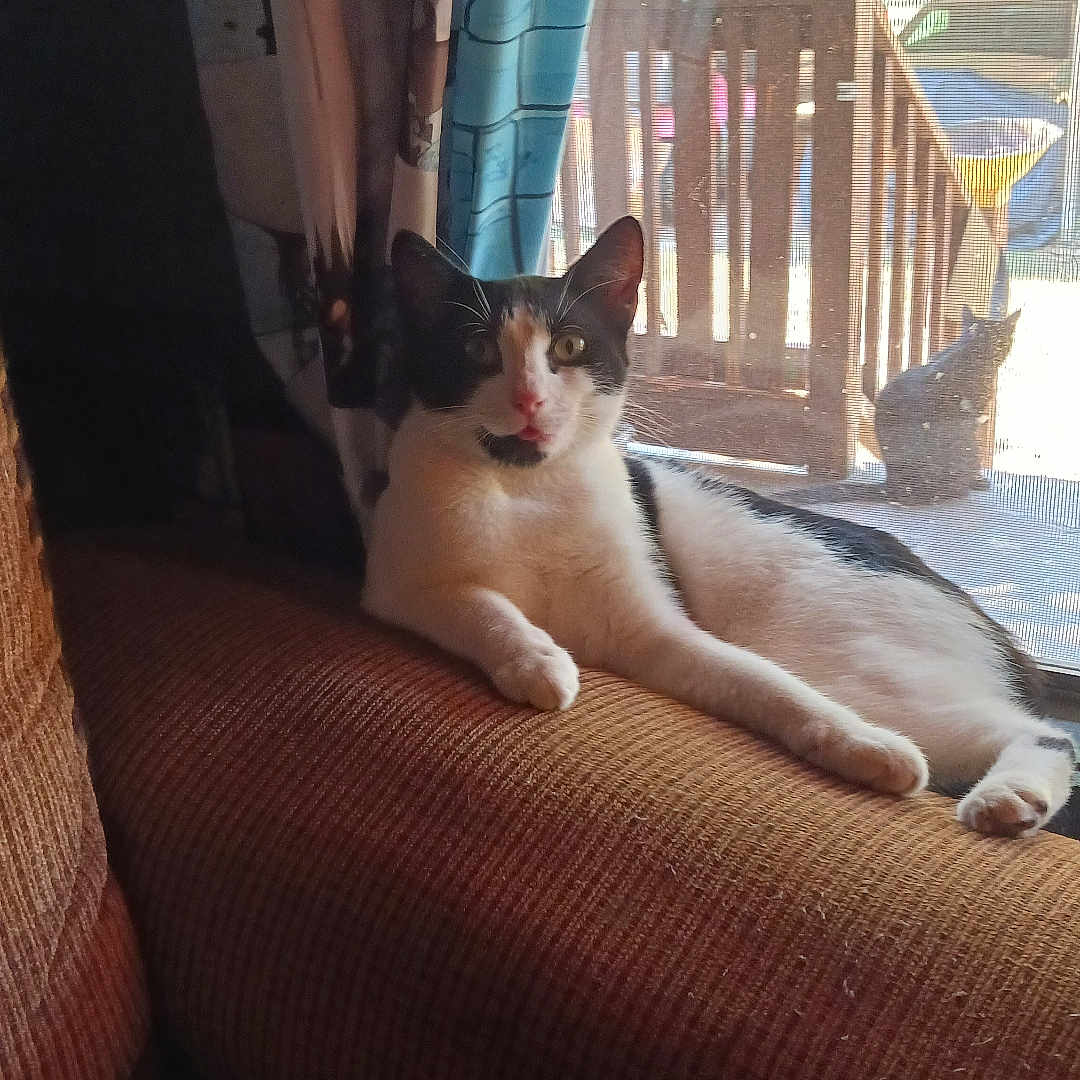 Booger joined the competition — help win amazing prizes! cat, black_and_white_cat, pet, animal, feline, couch, indoors, window, sunlight, curtain, living_room, lounging, sitting, relaxed, portrait, whiskers, ears, tail, outdoor_deck, greenery