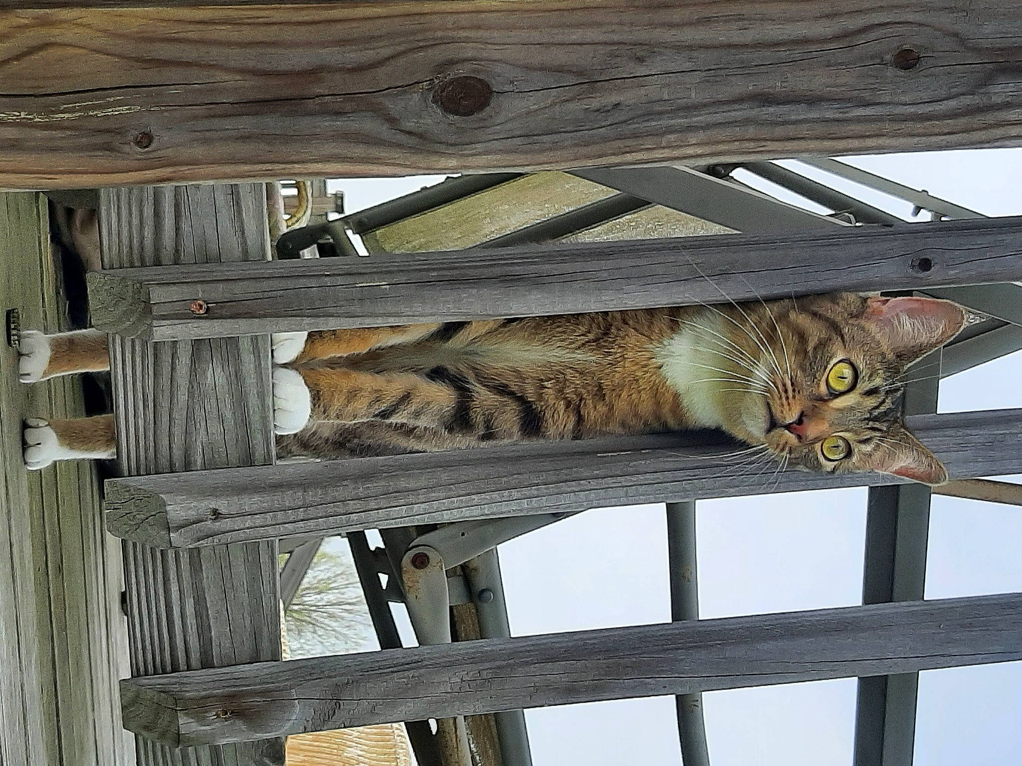 Kenai is registered to the contest to win money with this photo: beam, carnivore, cat, domestic_short_haired_cat, felidae, fence, fur, hardwood, lumber, metal, natural_material, plank, rectangle, small_to_medium_sized_cats, snout, tail, terrestrial_animal, whiskers, wood, wood_stain