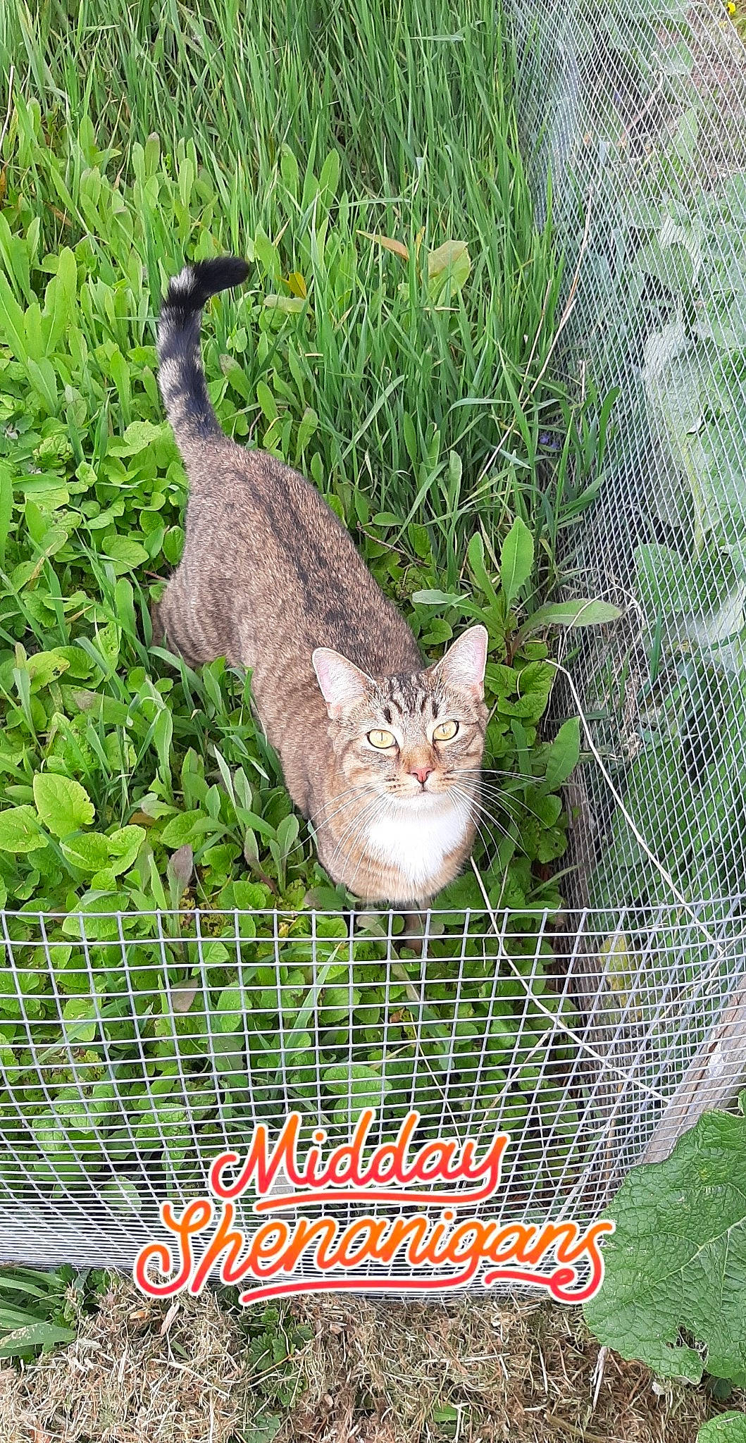 Kenai is registered to the contest to win money with this photo: carnivore, cat, domestic_short_haired_cat, fawn, felidae, fur, grass, grass_family, groundcover, mammal, mesh, pattern, photo_caption, plant, small_to_medium_sized_cats, snout, tail, terrestrial_animal, whiskers, wildlife