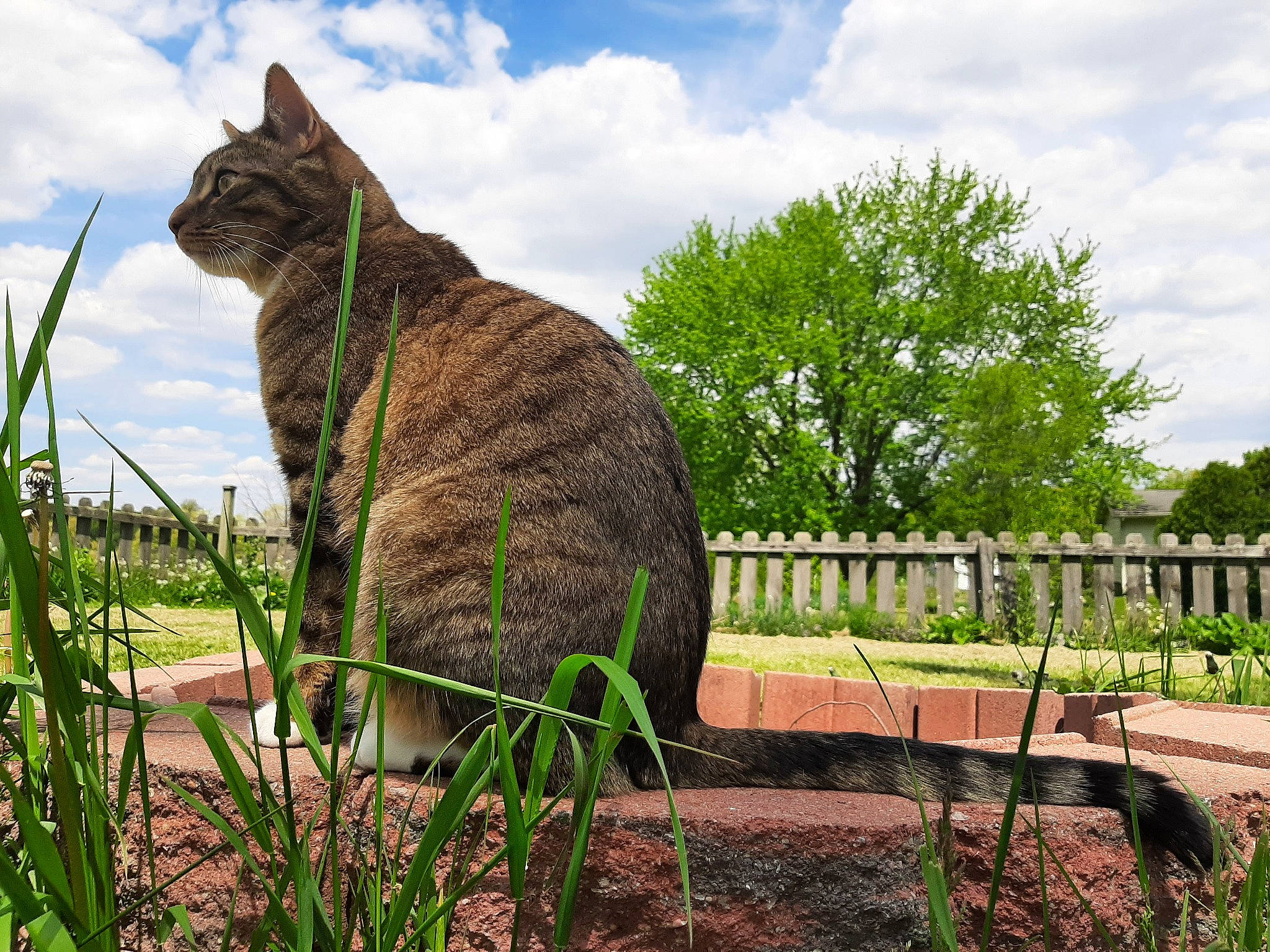 Kenai joined the competition — help win amazing prizes! carnivore, cat, cloud, fawn, felidae, grass, grass_family, grassland, groundcover, plant, sky, small_to_medium_sized_cats, snout, tail, terrestrial_animal, tree, trunk, whiskers, wood, woody_plant