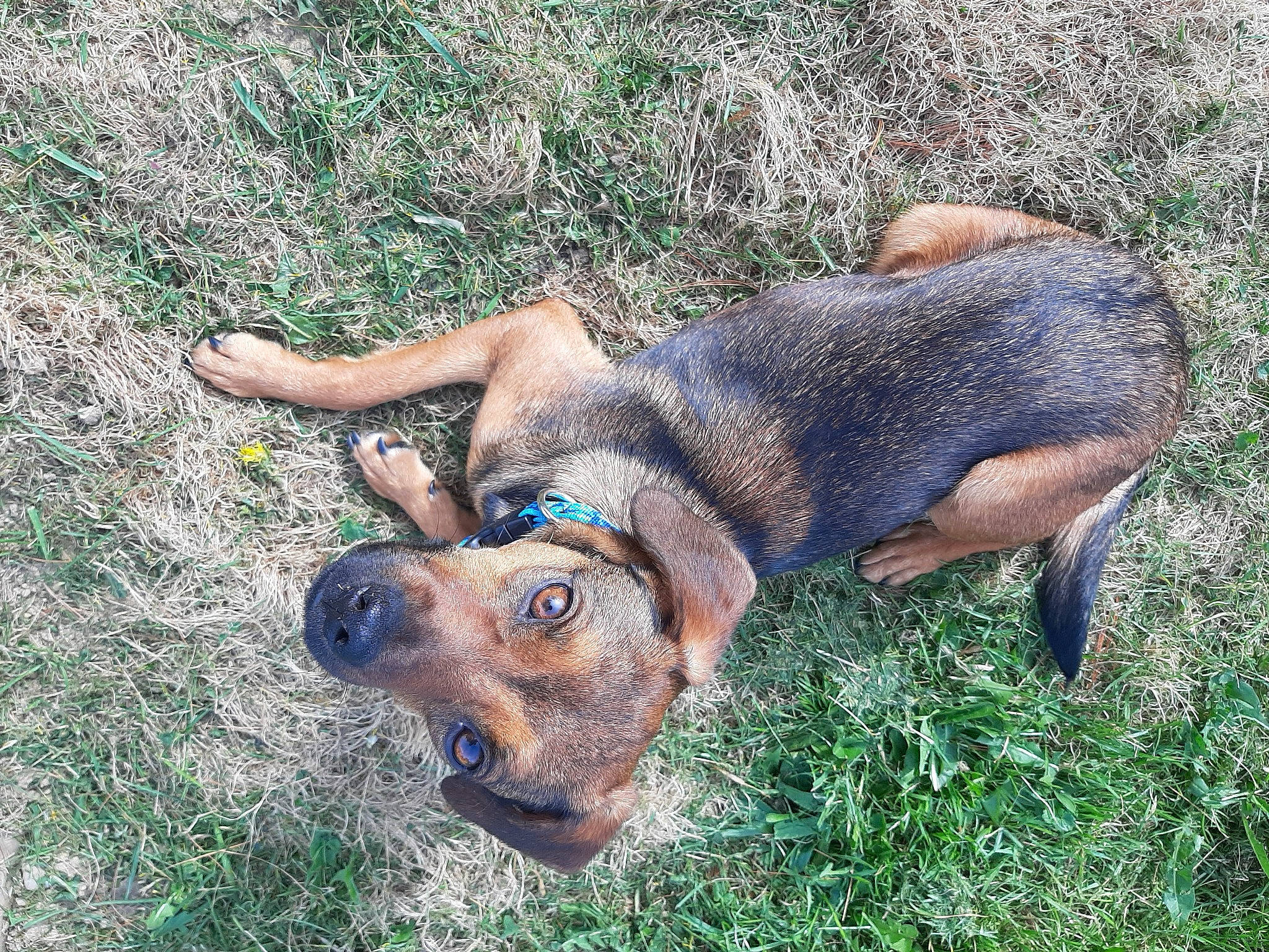 Josephine is registered to the contest to win money with this photo: canidae, carnivore, companion_dog, dog, dog_breed, fawn, fur, grass, grass_family, groundcover, hunting_dog, liver, plant, snout, sporting_group, terrestrial_animal, vertebrate, wildlife, working_animal, working_dog