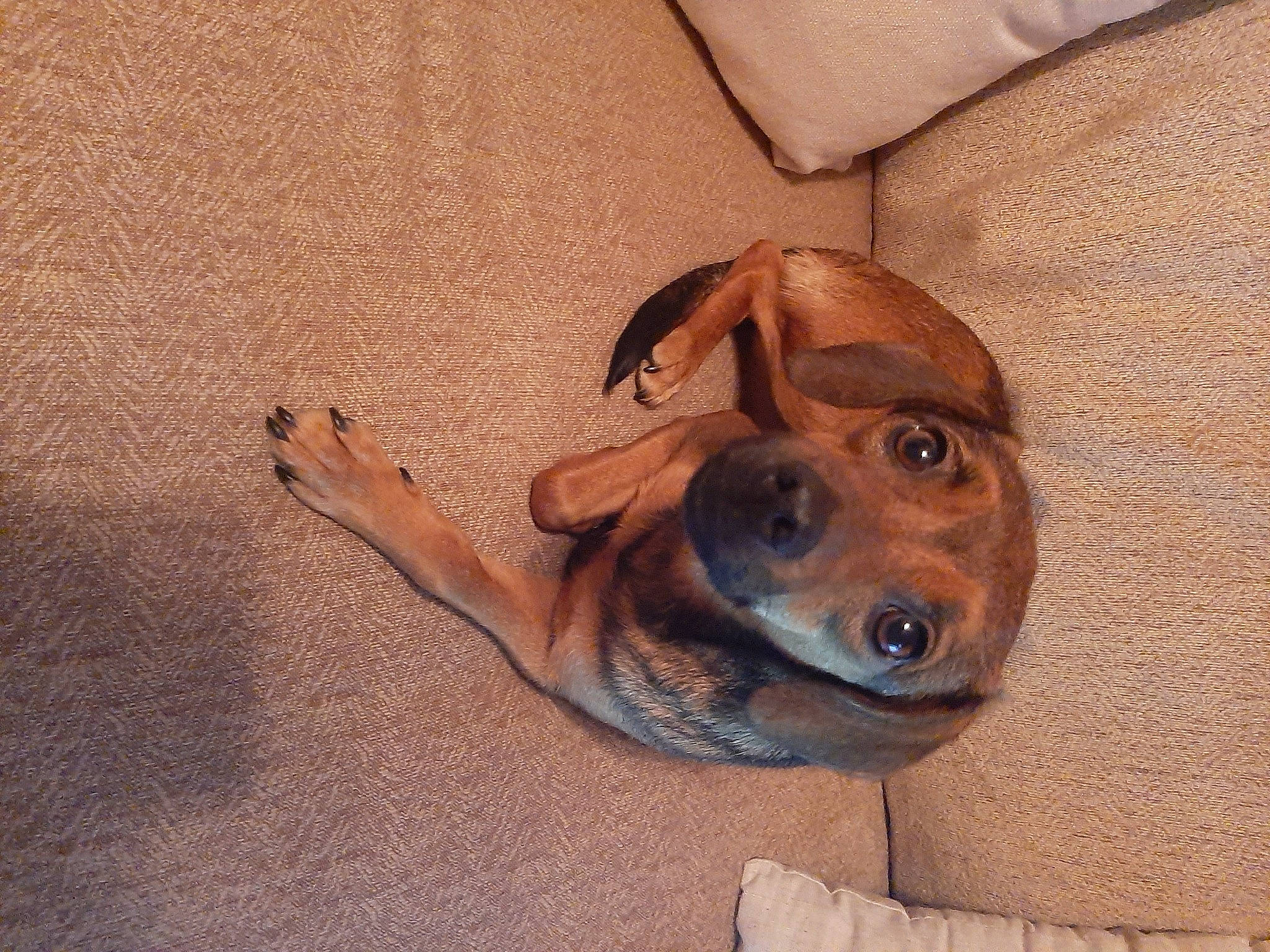 Josephine is registered to the contest to win money with this photo: canidae, carnivore, comfort, companion_dog, dog, dog_breed, ear, fawn, flooring, hardwood, jaw, liver, pet_supply, sand, selfie, snout, sporting_group, whiskers, wood, working_animal