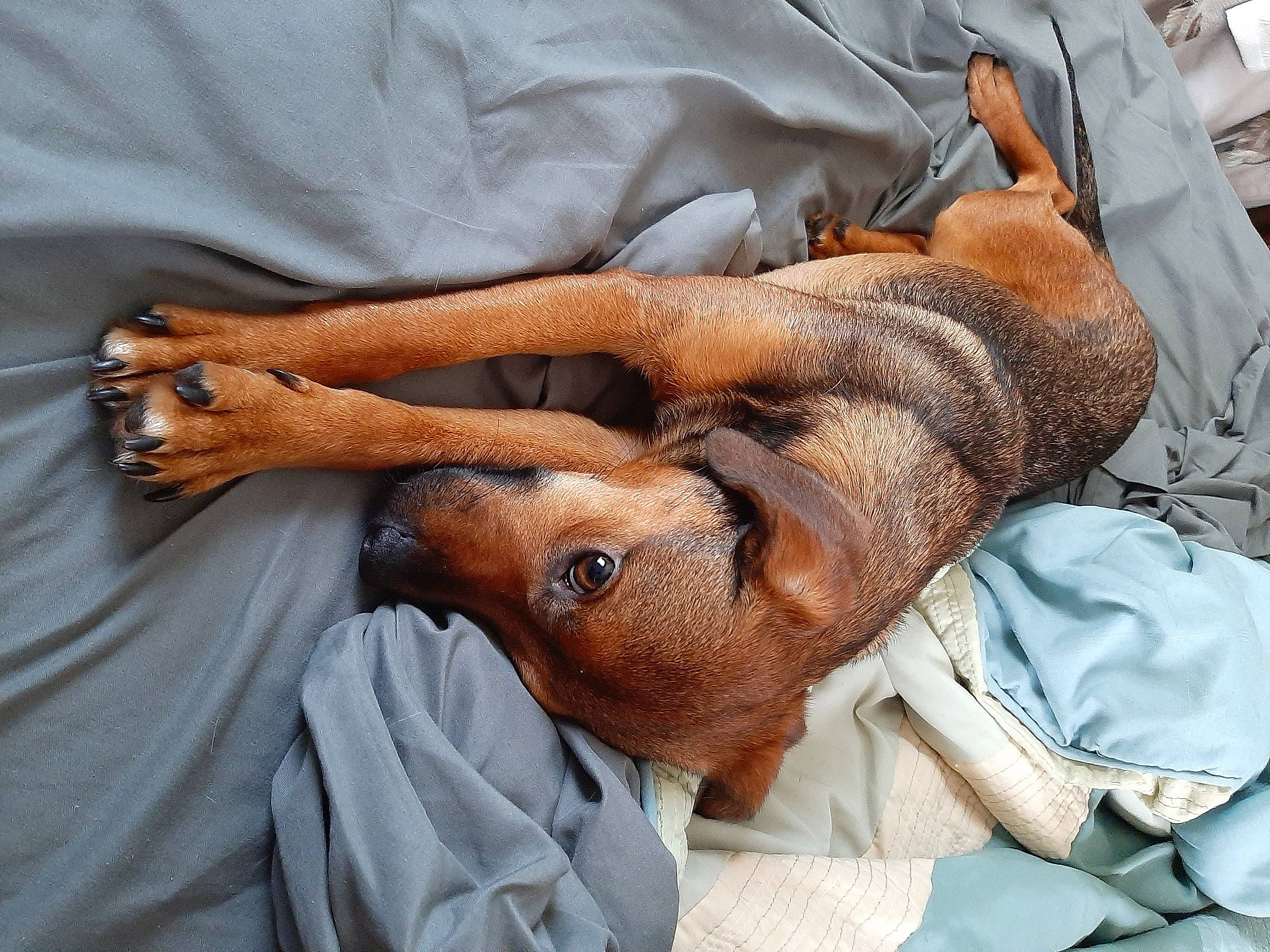 Josephine is registered to the contest to win money with this photo: abdomen, canidae, comfort, companion_dog, dog, dog_breed, elbow, fawn, fur, hand, hospital, human_leg, knee, linens, medical, medical_procedure, patient, service, sporting_group, wrist