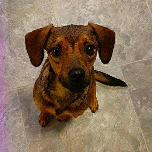 Josephine is registered to the contest to win money with this photo: canidae, carnivore, companion_dog, dog, dog_breed, ear, fawn, hunting_dog, liver, pet_supply, puppy, snout, sporting_group, terrestrial_animal, tile_flooring, whiskers, working_animal