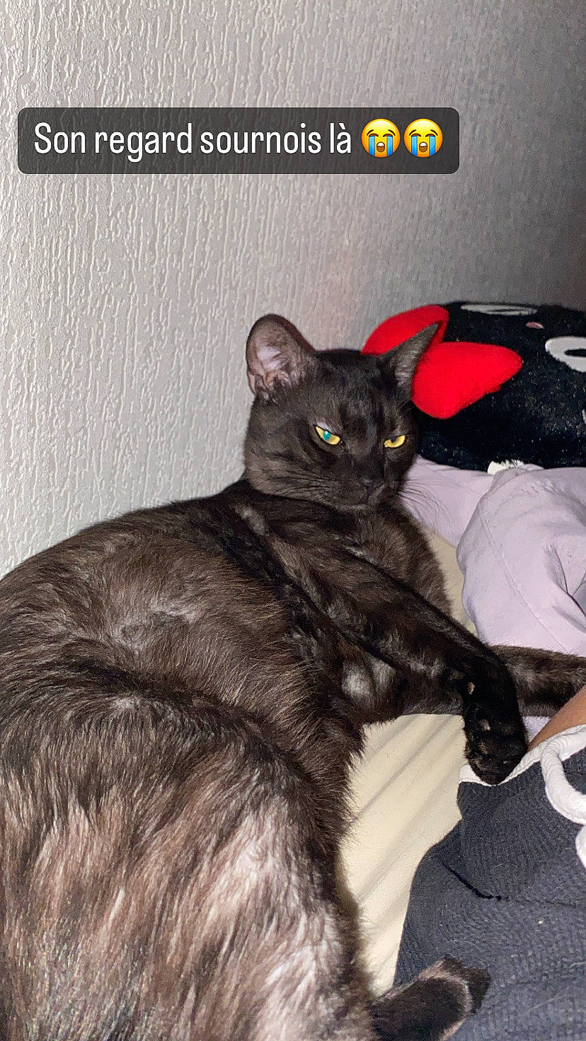 Jiji a rejoint le concours — aidez-le/la à gagner de superbes lots ! black_cat, bombay, carnivore, cat, claw, comfort, domestic_short_haired_cat, felidae, font, fur, havana_brown, paw, photo_caption, small_to_medium_sized_cats, tail, whiskers