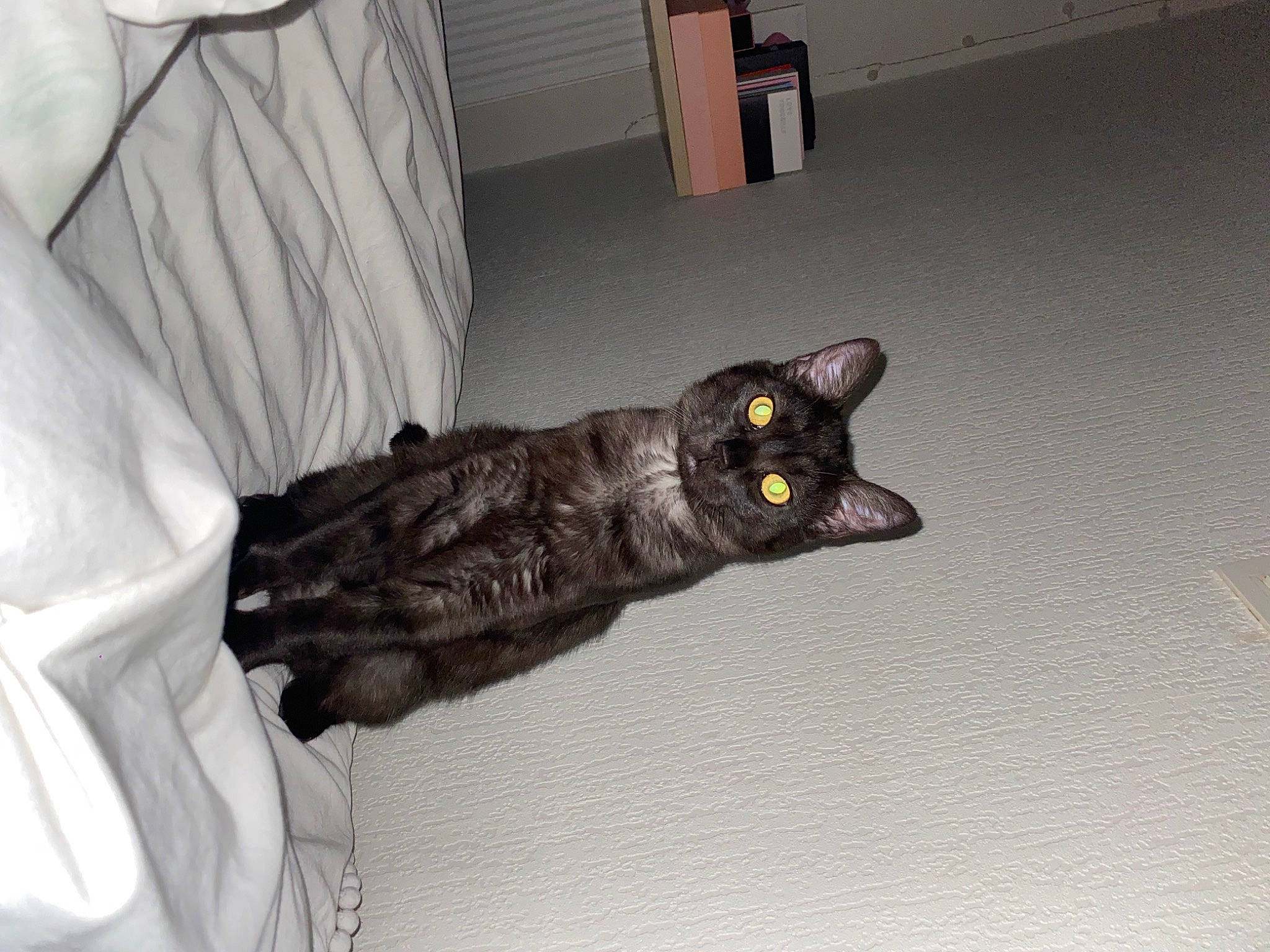 Jiji a rejoint le concours — aidez-le/la à gagner de superbes lots ! black_cat, bombay, carnivore, cat, claw, domestic_short_haired_cat, ear, felidae, fur, gesture, grey, room, small_to_medium_sized_cats, tail, whiskers