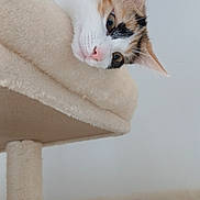 Scarlett participe au concours pour gagner de l'argent avec cette photo : animal, beige, calico, cat, cat_tree, close_up, curious, cute, domestic_cat, ears, feline, fur, indoor, looking_down, paws, pet, playful, resting, soft, whiskers