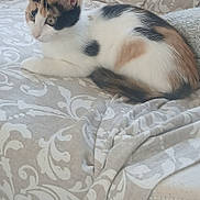 Scarlett participe au concours pour gagner de l'argent avec cette photo : cat, kitten, calico, animal, pet, feline, lying_down, blanket, patterned, beige, white, fur, ears, tail, indoor, resting, cute, small, curious, soft