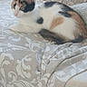 cat, kitten, calico, animal, pet, feline, lying_down, blanket, patterned, beige, white, fur, ears, tail, indoor, resting, cute, small, curious, soft