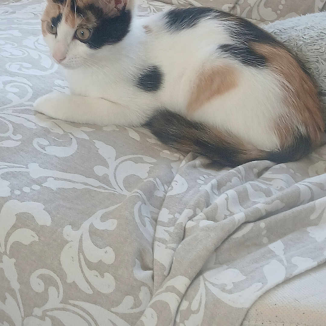 Scarlett participe au concours pour gagner de l'argent avec cette photo : cat, kitten, calico, animal, pet, feline, lying_down, blanket, patterned, beige, white, fur, ears, tail, indoor, resting, cute, small, curious, soft